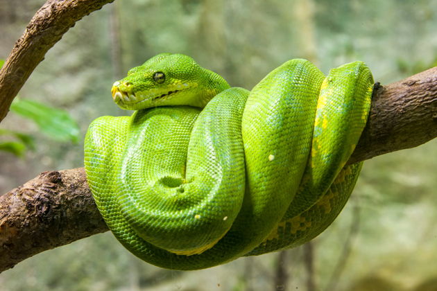 Главное изображение экскурсии - Входной билет в Парк Рептилий «Bali Reptile Park» на 1 день