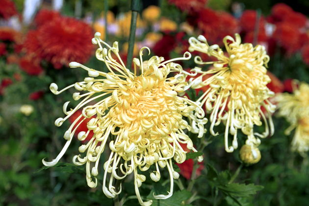 Виды Бал хризантем в Никитском ботаническом саду.