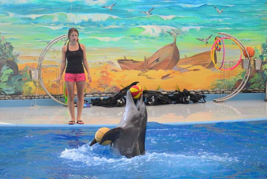 Экскурсия в большой Сочинский дельфинарий! - фото 1