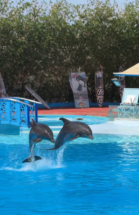 Шоу дельфинов и плавание с дельфинами