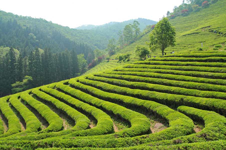 Джип-тур Солохаул: чайные плантации Сочи! - фото 2