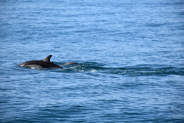 Наблюдение за дельфинами в Лиссабоне с морским биологом (на английском)