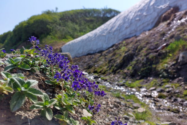 Виды Вулкан Горелый: «40.000 лет спустя»