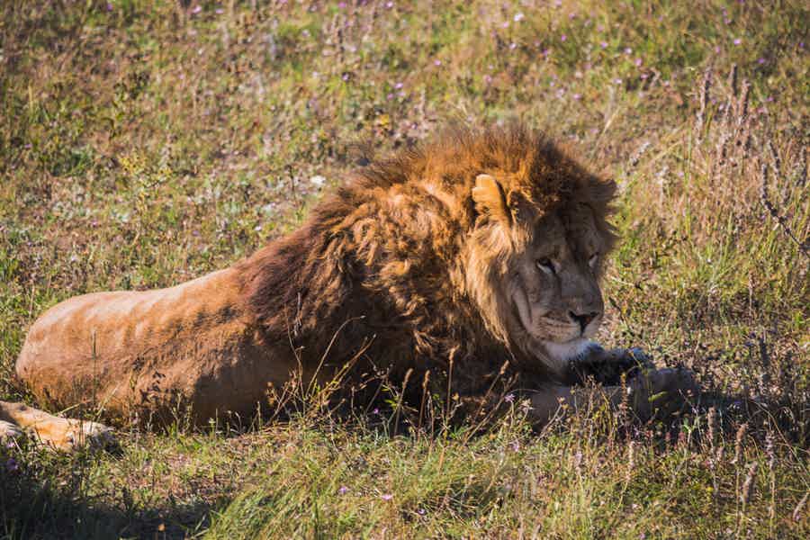 Открытый зоопарк Safari World (Мир сафари) с трансфером - фото 6