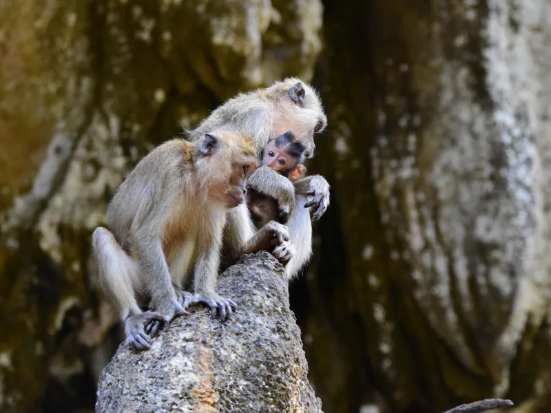 Author's tours of Phuket in the format of a live quest LOST PHUKET — photo 7, Phuket | Pokataem