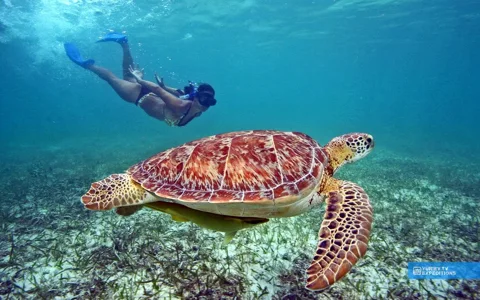 Мексика: плавание с черепахами в открытом море и одни из самых красивых Сено