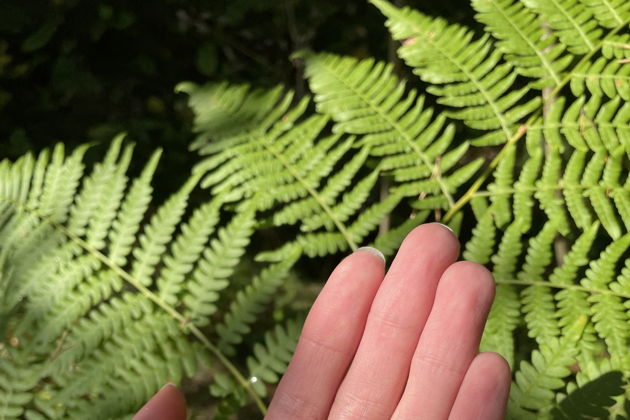 Виды Индивидуальная поездка на Куршскую косу с опытным гидом-экскурсоводом