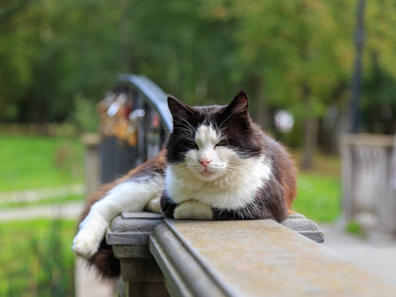 Зеленоградск и коты