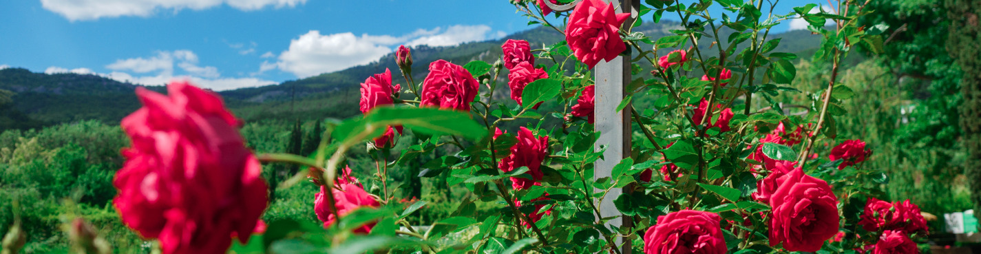 Никитский Ботанический сад в Ялте