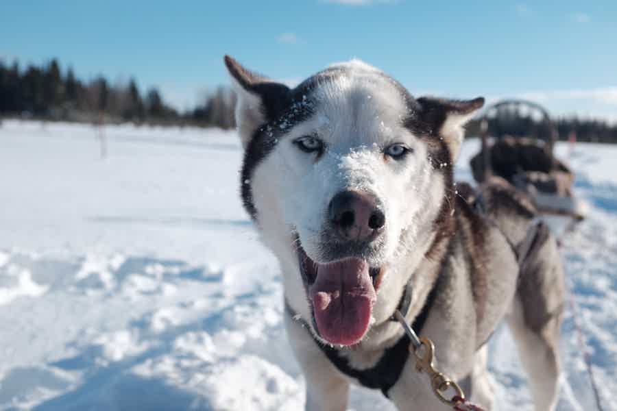 Зимний актив: 10 км на собачьих упряжках - фото 1