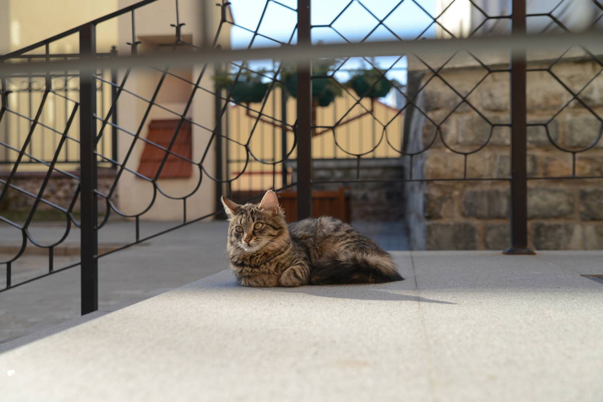 Музей кота