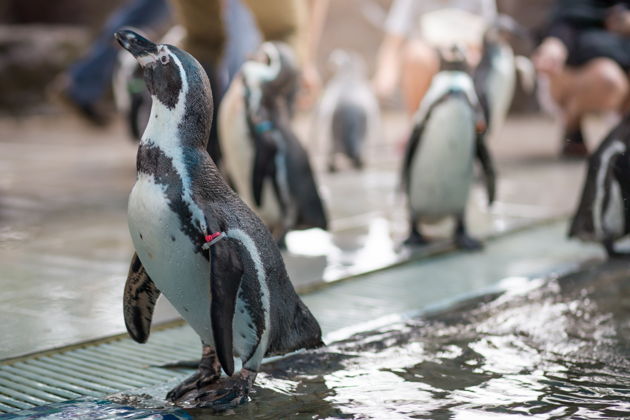 Парк развлечений Фули: мир аттракционов и ярких впечатлений