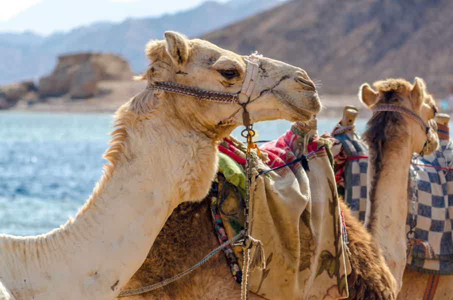 Путешествие в Дахаб: каньон Салама, Голубая дыра, верблюды - фото 4