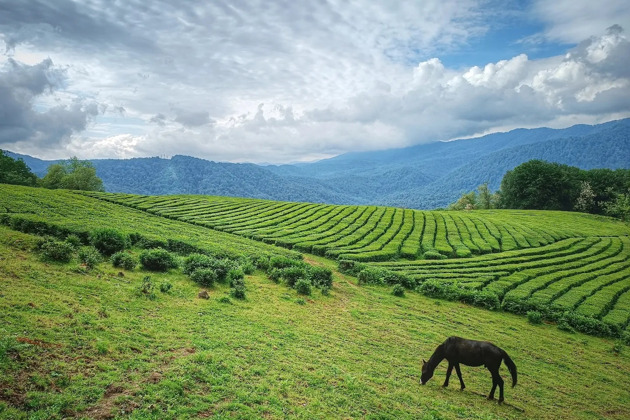 Джип-тур Солохаул: чайные плантации Сочи