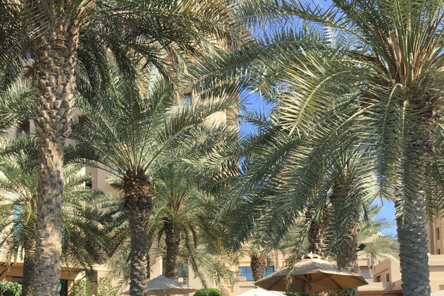 Виды Отдых в отеле Fairmont The Palm с бассейном и приватным выходом на пляж