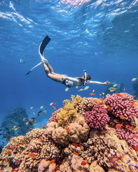 Подводный мир Маврикия: кораллы, рыбы и дельфины - фото 2