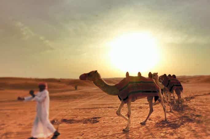 An amazing Desert Safari Evening: Camel Ride and BBQ-dinner are included