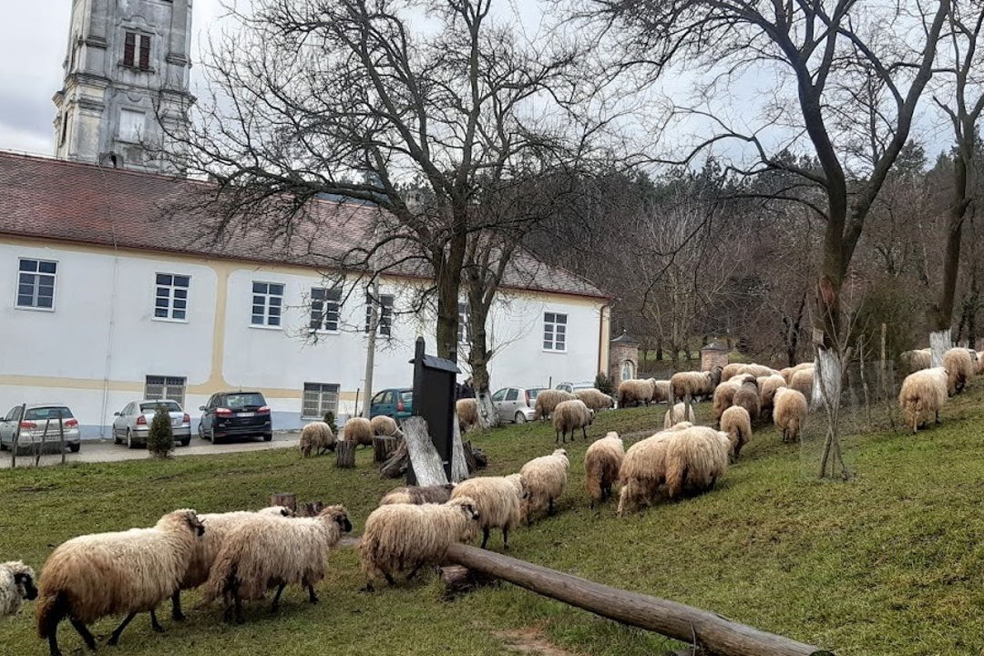 Фрушка Гора: паломничество к святыням — фото 2