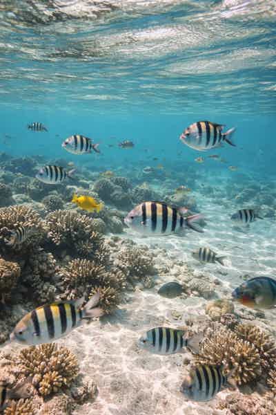 Подводный мир Маврикия: кораллы, рыбы и дельфины - фото 3