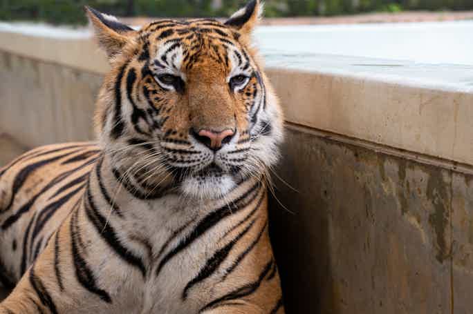 Парк тигров: экзотические животные в ваших руках
