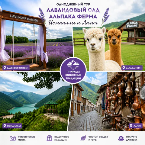 Лавандовые поля и альпаки — сказочный тур в Лагич и Исмаиллы