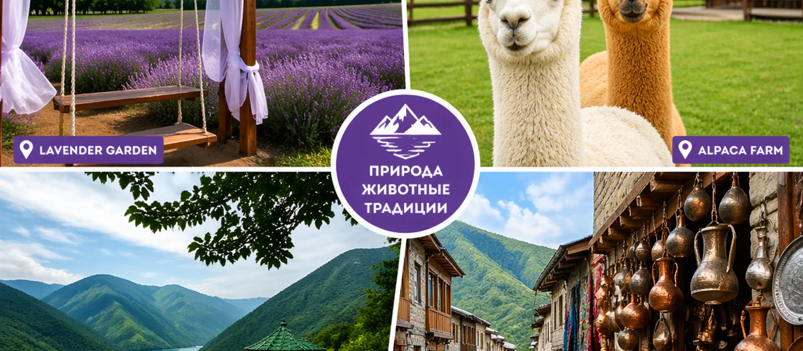 Лавандовые поля и альпаки — сказочный тур в Лагич и Исмаиллы — экскурсия, Баку, Азербайджан | Покатаем