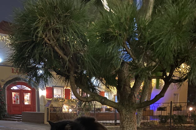 Виды 3 в 1: Зеленоградск, Куршская коса, Светлогорск