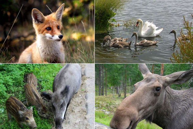 Виды «С корабля на бал»: трансфер-тур из аэропорта на берег Балтийского моря 