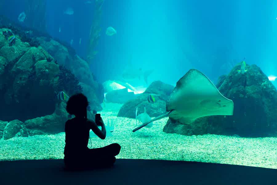 Входной билет в Underwater World — океанариум Паттайи  - фото 1