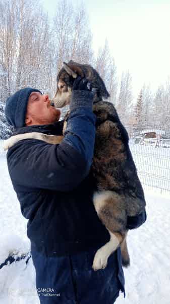 В гости к хаски из Петербурга - фото 5