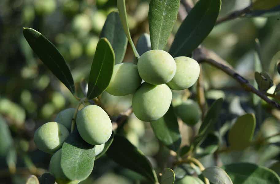 Гастротур: фейерверк вкусов острова Родос - фото 5