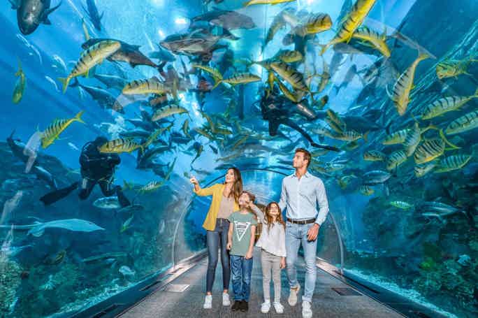 Дубайский аквариум и подводный зоопарк (входной билет)