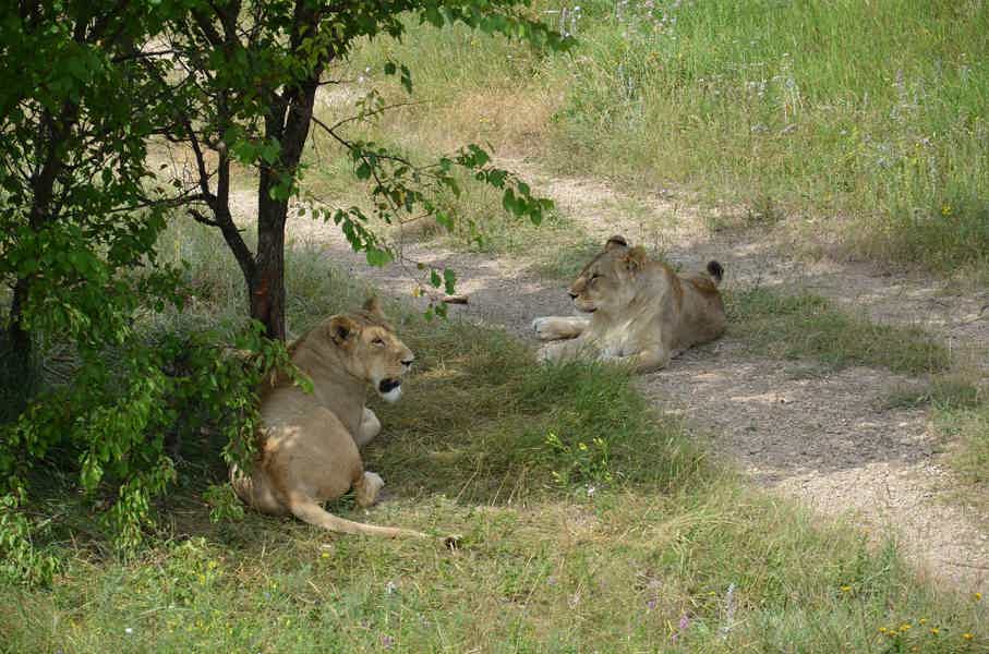 Личный гид к Вам в авто - Сафари-парк львов «Тайган» - фото 3