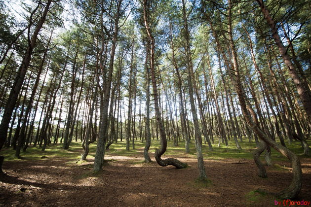 Виды «С корабля на бал»: трансфер-тур из аэропорта на берег Балтийского моря 