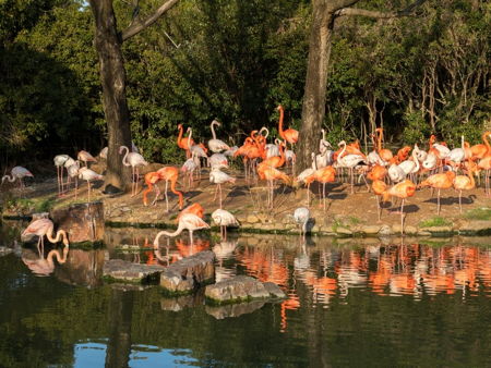 Шанхайский зоопарк