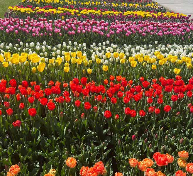 Из Амстердама в парк тюльпанов Кекенкоф - фото 26