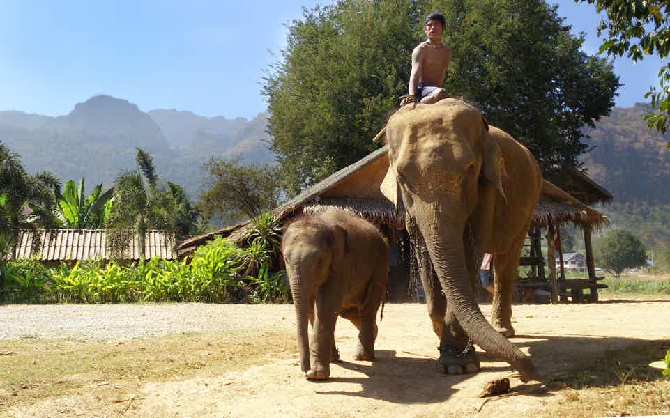 Пхукет/Кхаулак: эко-тур на полдня по заповеднику слонов (англ. гид) - фото 1