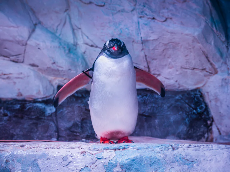 Океанариум Sea Life в Бангкоке — фото 3, Бангкок | Покатаем