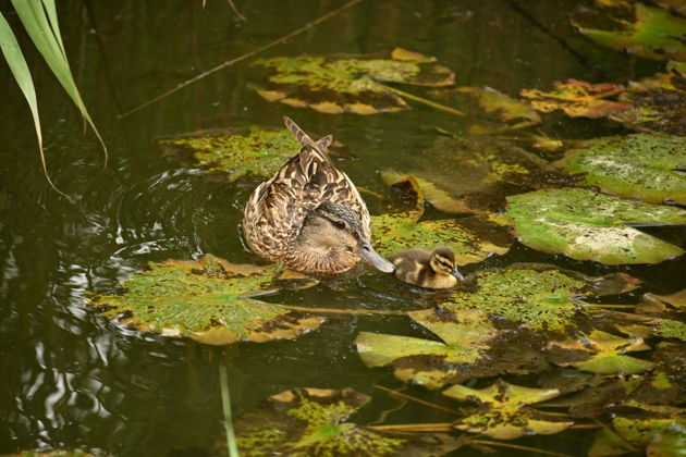 Виды На байдарках к усадьбе Архангельское и Лохину острову