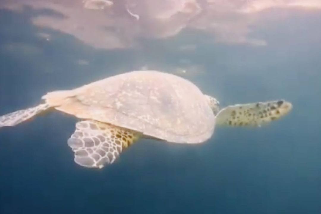 Дайвинг с индивидуальным инструктором. Andaman Diving&Travel Company — фото 2