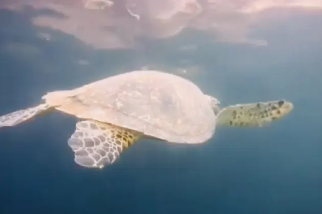 Дайвинг с индивидуальным инструктором. Andaman Diving&Travel Company — фото 3