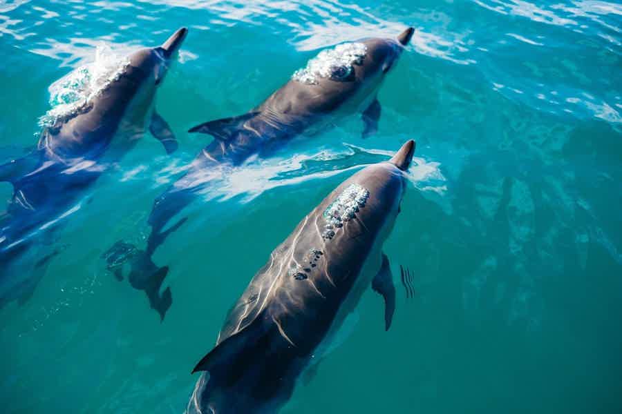 Саттаях риф — дом дельфинов - фото 1