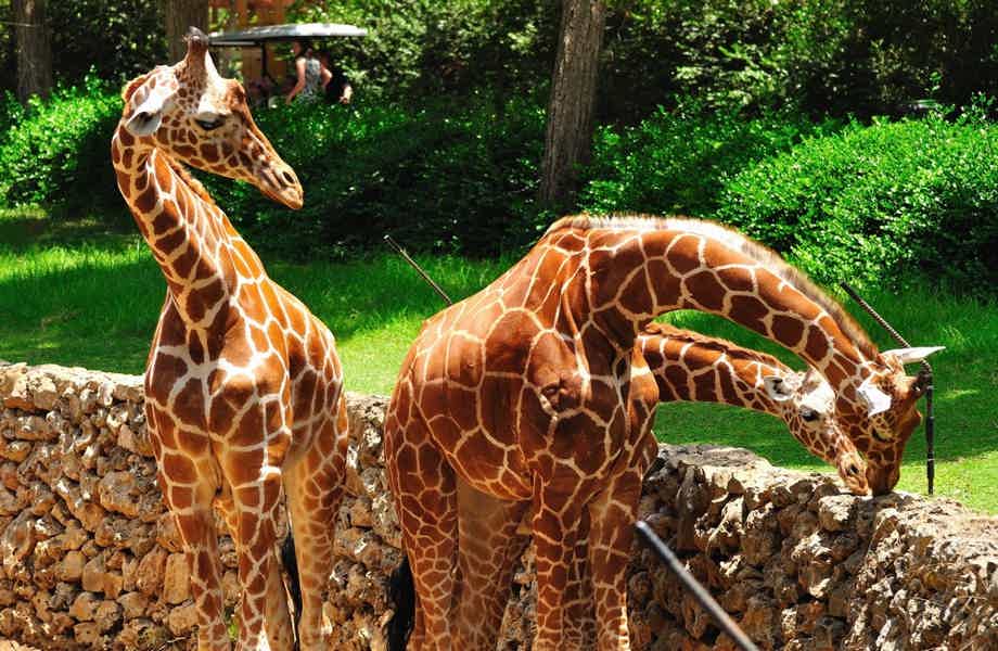 Зоологический парк Сафари — удовольствие для взрослых, восторг для детей - фото 5