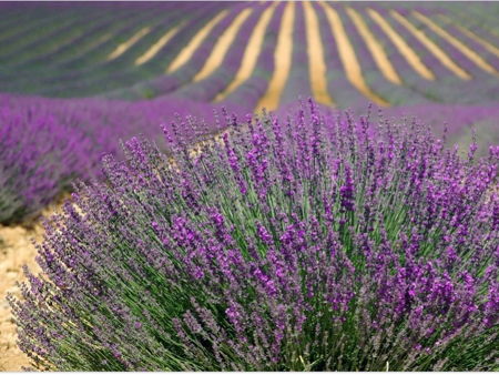 Голубиные гроты