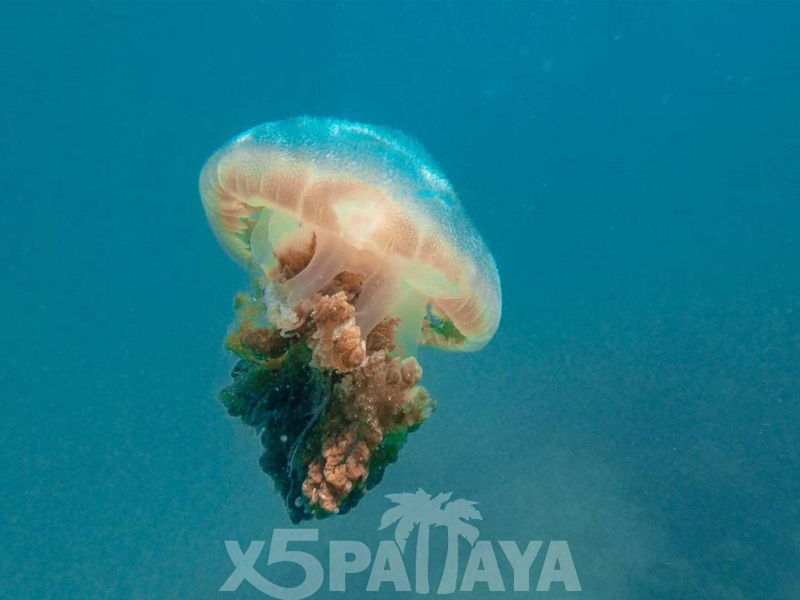 Подводная охота в Паттайе - экскурсия в Паттайя, Таиланд