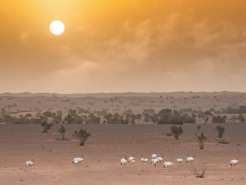 Утреннее сафари по пустыне с экскурсией и завтраком в отеле Al Maha — фото 2, Дубай | Покатаем