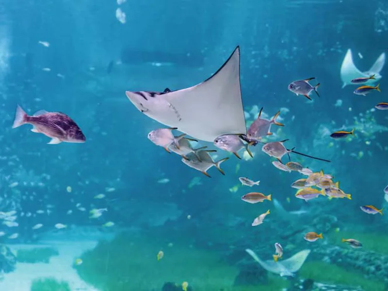 Билет в National Aquarium Абу-Даби: в гости к Посейдону — фото 3, Абу-Даби | Покатаем