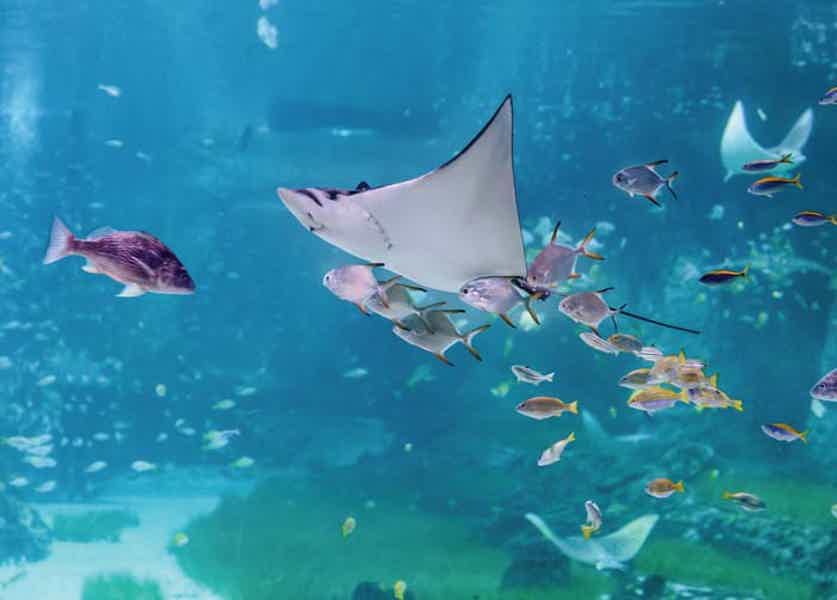 В гости к Посейдону: аквариум National Aquarium Абу-Даби - фото 4