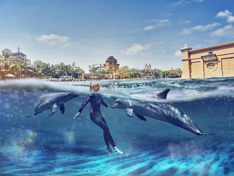 Плавание с дельфинами в Atlas Village (+ аквапарк Aquaventure) - фото 4
