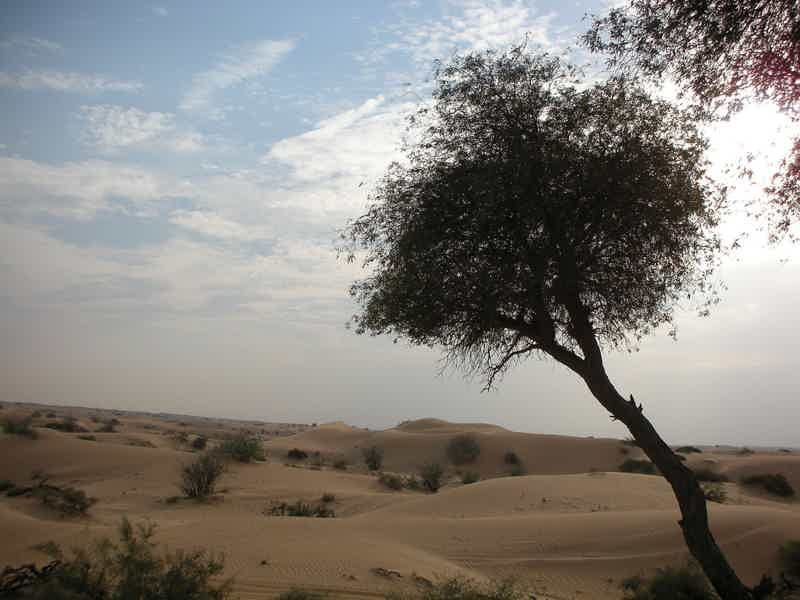 Сафари в пустыне — для тех, кто любит экстрим - фото 1